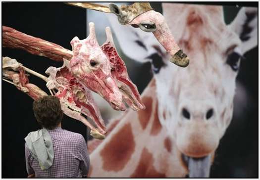 Animal-Body-Worlds-Exhibition-in-Germany-2