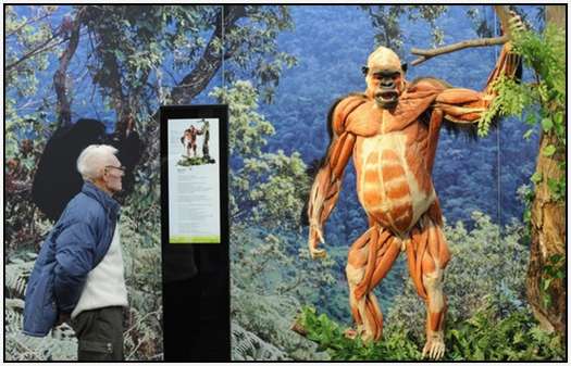 Animal-Body-Worlds-Exhibition-in-Germany-4