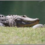 Amazing Friendship Between Alligators and Turtles