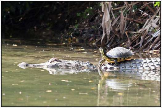Alligators-and-Turtles-7