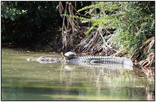 Alligators-and-Turtles-9
