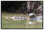Alligators-and-Turtles
