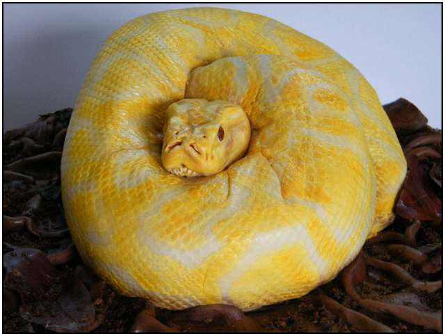 The-Terrifyingly-Realistic-Snake-Cake-2